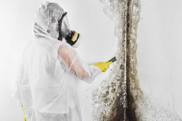 Best Professional Mold Removal  in Millbury, OH