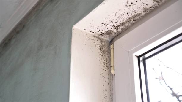 Best Toxic Mold Removal  in Millbury, OH