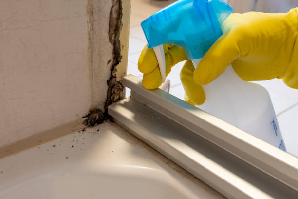 Mold Removal and Inspection in Millbury, OH