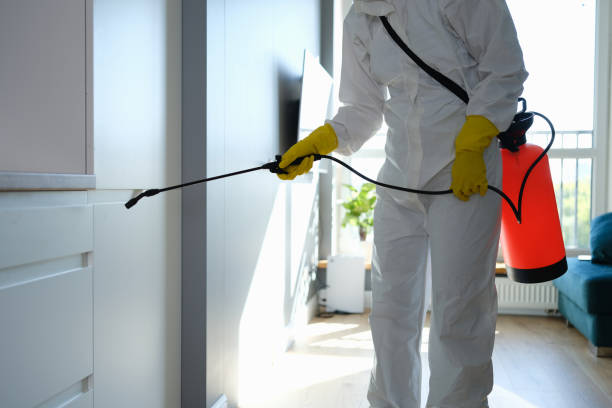 Mold Removal Process in Millbury, OH