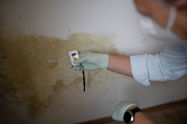 Certified Mold Removal in Millbury, OH