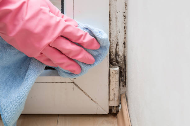 Best Mold Remediation Experts  in Millbury, OH